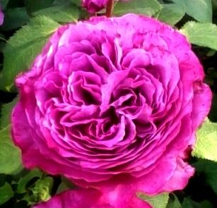 Роза чайно-гибридная Johann Wolfgang von Goethe