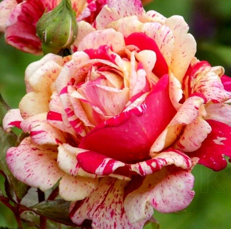 Роза флорибунда Maurice Utrillo