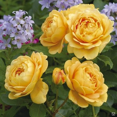 Роза золото валенсии фото и описание
