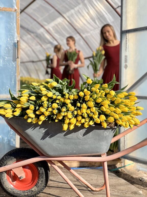 Тюльпаны Нарциссы Крокусы Гиацинты к 8 Марта