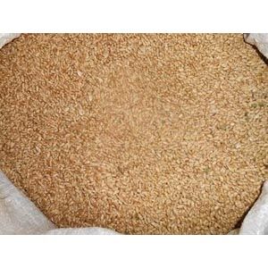 Пшеница (сидерат) 30 кг