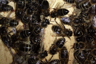 Пчелопакет среднерусских пчел бурзянской популяции 