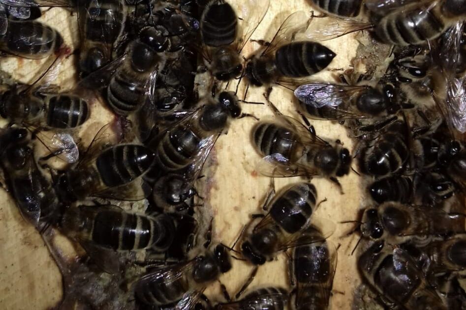 Пчелопакет среднерусских пчел бурзянской популяции