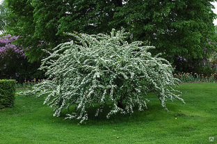 Кизильник многоцветковый или краснеющий (Cotoneaster purpurascens, multiflorus of gardens)Саженцы 15-30 см 