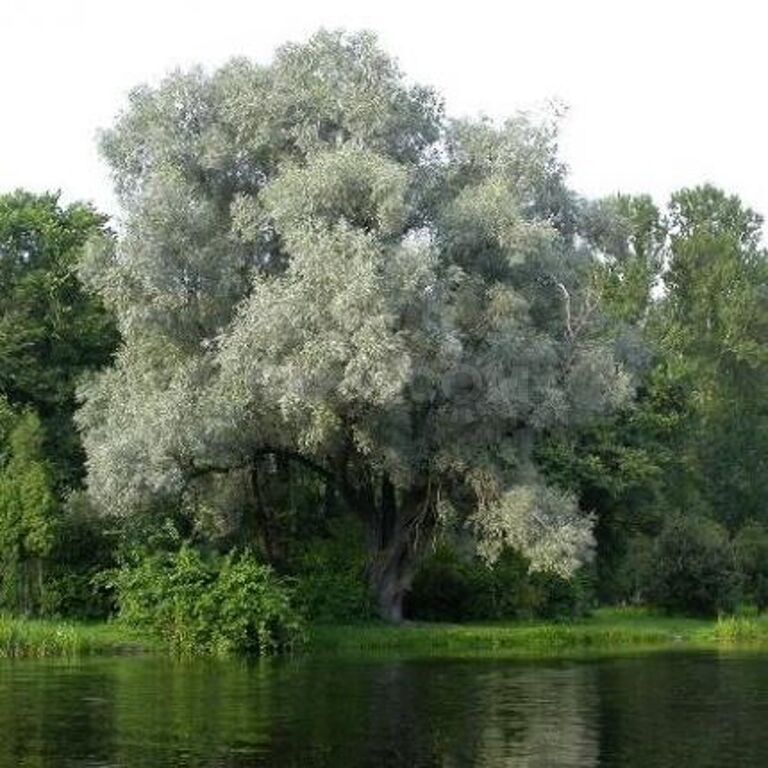 Ива белая, или Ива серебристая, или Ветла(лат. Salix alba)саженцы 30-40 см, горшок 1л.