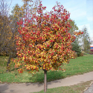 Рябина шведская или промежуточная (Sorbus intermedia ), саженцы 30-40см, горшок 1л. 