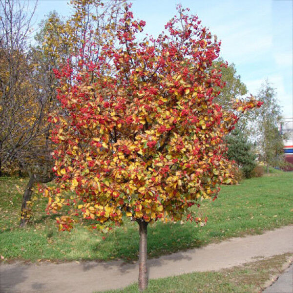 Рябина шведская или промежуточная (Sorbus intermedia), саженцы 50-70см, горшок 5л.