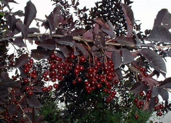 Черемуха виргинская Шуберта (Prunus virginiana «Shubert»).Саженцы размер 40-60 см, горшок 1 л.