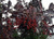 Черемуха виргинская Шуберта (Prunus virginiana «Shubert»).Саженцы размер 40-60 см, горшок 1 л. #1