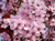 Черемуха виргинская Шуберта (Prunus virginiana «Shubert»).Саженцы размер 40-60 см, горшок 1 л. #2