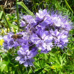 Фацелия пижмолистная Phacelia tanacetifolia