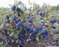 Голубика обыкновенная саженцы (Vaccínium uliginósum) 10-20 см горшок 0,5 л