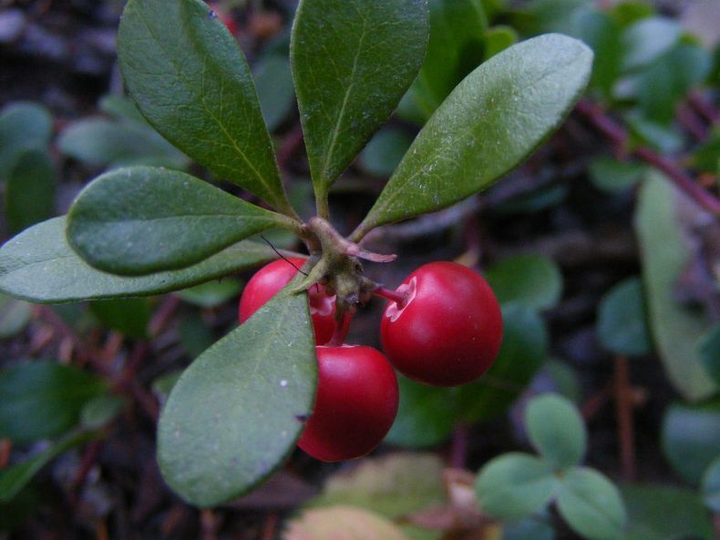 Брусника обыкновенная саженцы (Vaccinium vitis-idaea) 10-20 см горшок 0,5 л