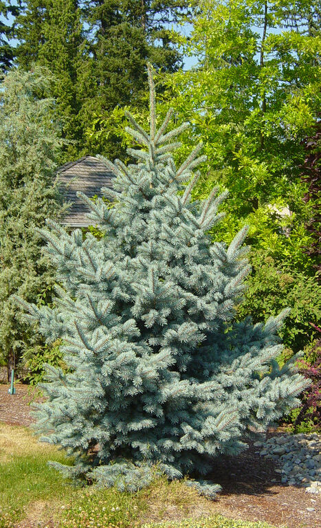 Eль сизая (Picea Glauca) Саженцы 20-30 см., горшок 0,5 л.