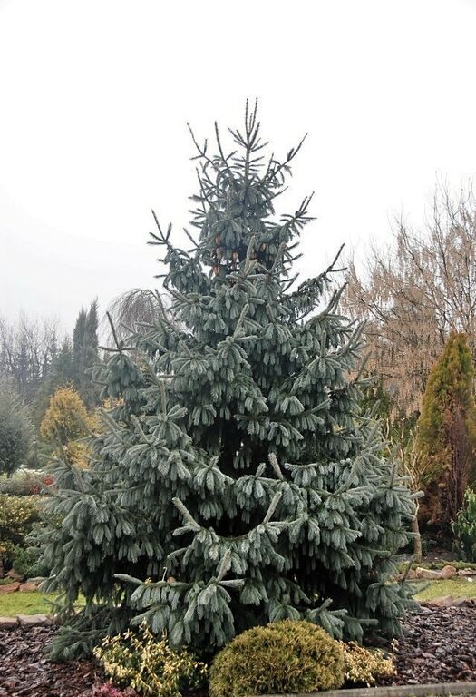 Ель Енгельмана (Picea engelmannii)саженцы 10-15 см,горшок 0,5 л