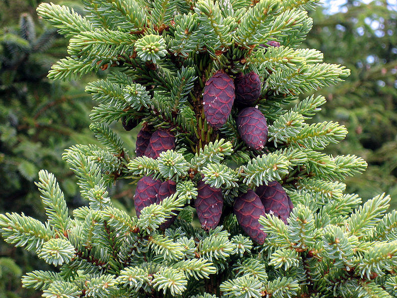 Ель черная (Picea Mariana)саженцы 20-30 см,горшок 1л