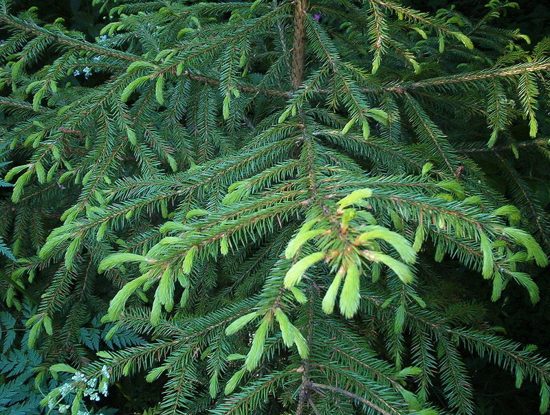 Ель корейская (Picea koreana)саженцы 10-15 см,горшок 0,5л