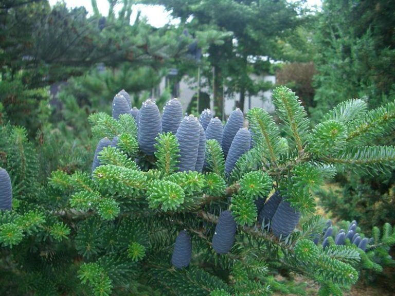 Пихта корейская (Abies koreana)саженцы 10-15 см, горшок 0,5 л