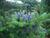 Пихта корейская (Abies koreana)саженцы 10-15 см, горшок 0,5 л #1