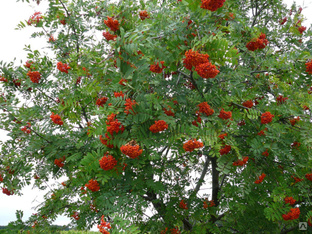 Рябина обыкновенная (Sorbus aucuparia), 100-150см., горшок 2л. 