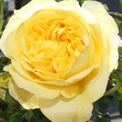 Роза Санлайт Романтика (Rose Sunlight Romantica) флорибунда 11 л контейнер