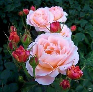 Роза английская Tamora 